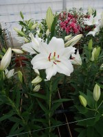 [5294 Anny Friesinger No02.JPG]